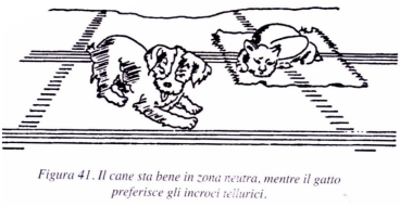 campi geopatogeni effetti sugli animali campi geopatogeni effetti sugli animali
