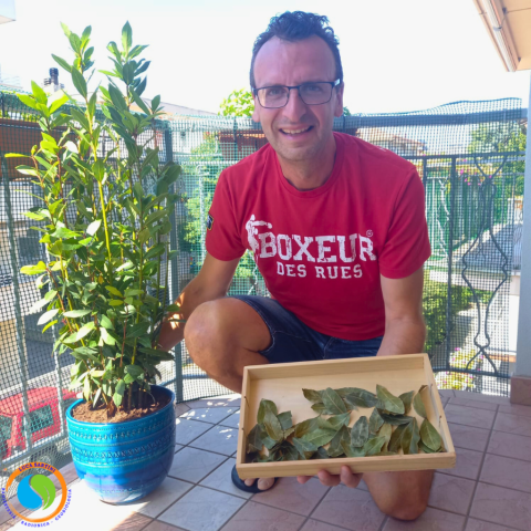 Luca Sartini pianta di alloro foglie di alloro essiccate